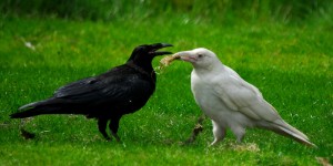 A photo of a black raven and a white raven