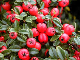 A photograph of some red berries