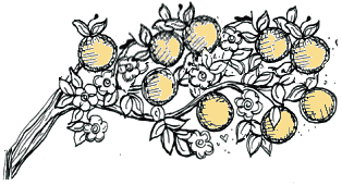 An illustration of the Otherworld apple branch An illustration of the Otherworld apple branch