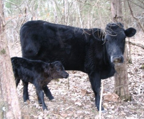 A Kerry cow with her calf