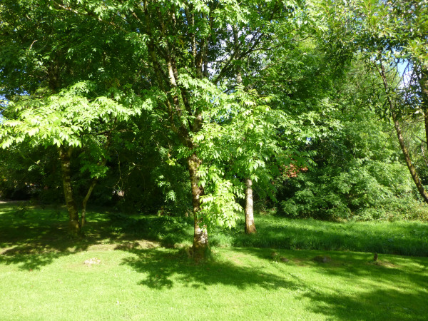 The tree circle at Shanraw (Northeast)