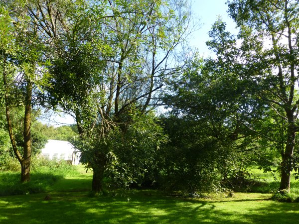 looking from the centre towards the willow, hawthorn and oak