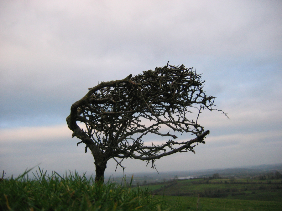 Hawthorn tree on the slopes of Sheebeg