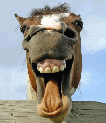 A photo of a horse pulling a face