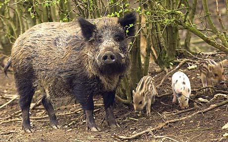 Wild boar with piglets