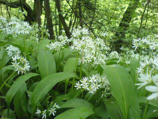 wild garlic